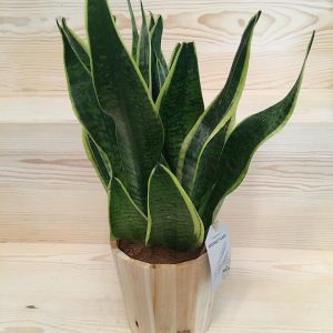 Sansevvieria, planta de interior